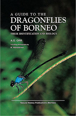 dragongflies-of-borneo
