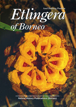 etlingera-of-borneo