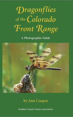 dragonflies-of-the-Colorado-Range