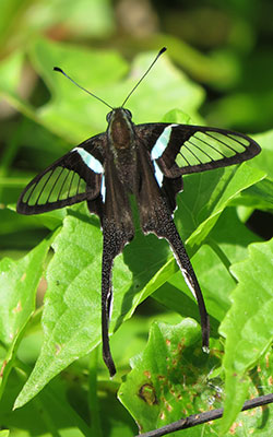 swallowtail-3671