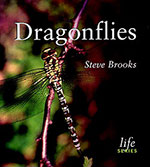 dragonflies-steve-brooks