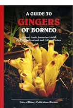 guide-gingers-of-borneo